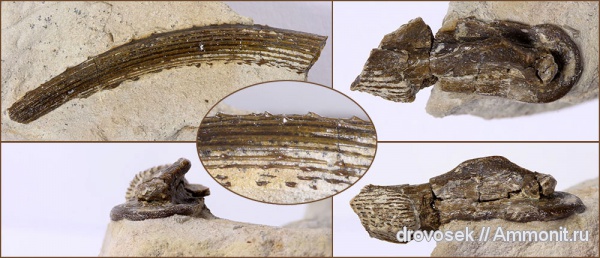 рыбы, зубы, нижний карбон, шипы, Заборье, fish, teeth