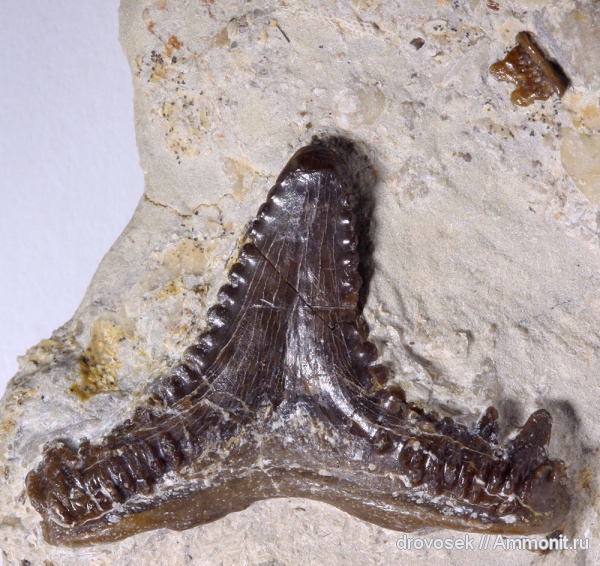 рыбы, зубы, нижний карбон, Ctenacanthiformes, Carcharopsis, Заборье, fish, teeth