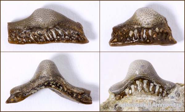 рыбы, зубы, нижний карбон, Helodus, Заборье, Helodontiformes, fish, teeth