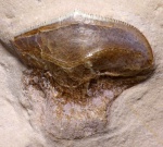 Petalorhynchus sp. 1