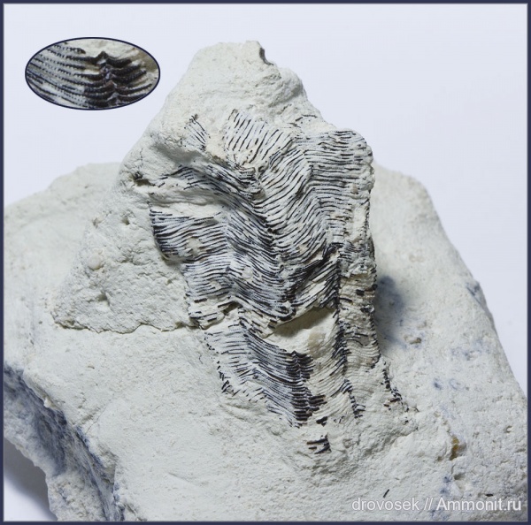 конулярии, Paraconularia mosquensis, Paraconularia, Scyphozoa