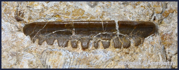 рыбы, зубы, Polyrhizodus, Petalodontiformes, fish, teeth