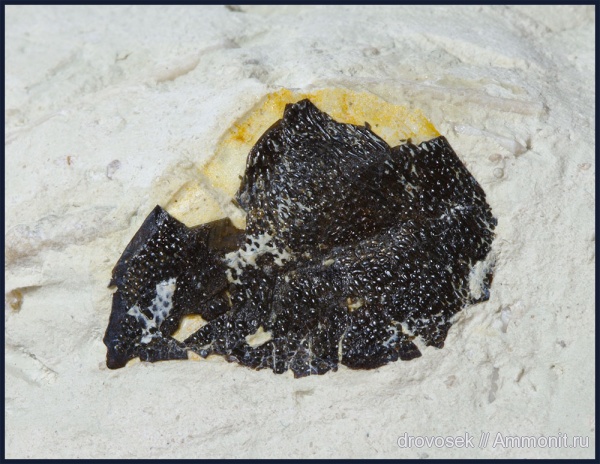 Домодедово, рыбы, зубы, fish, teeth