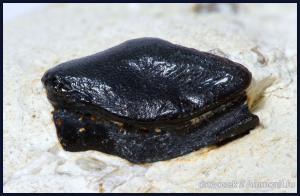 Lagarodus, Psammodontiformes, Lagarodus specularis, Lagarodontidae