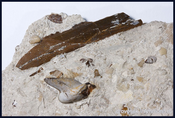 шипы, Cyrtonodus