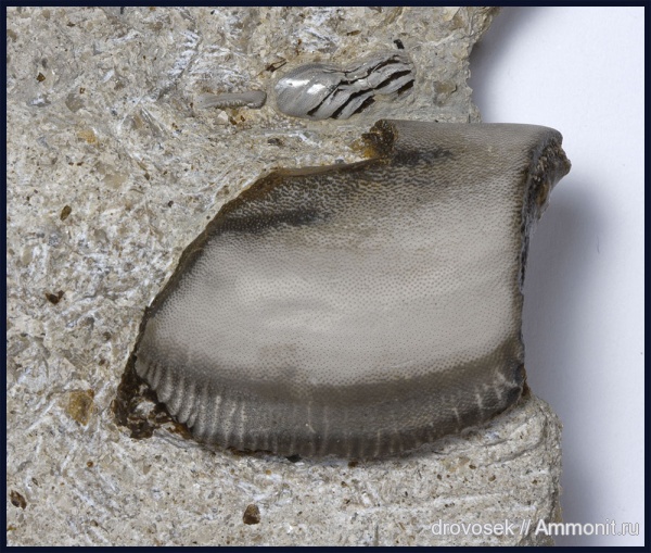 Cochliodontiformes, Psephodus