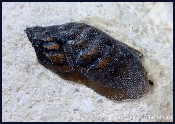 Poecilodus, Cochliodontiformes, Poecilodus jonesi