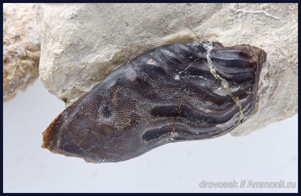 Poecilodus, Cochliodontiformes, Poecilodus jonesi