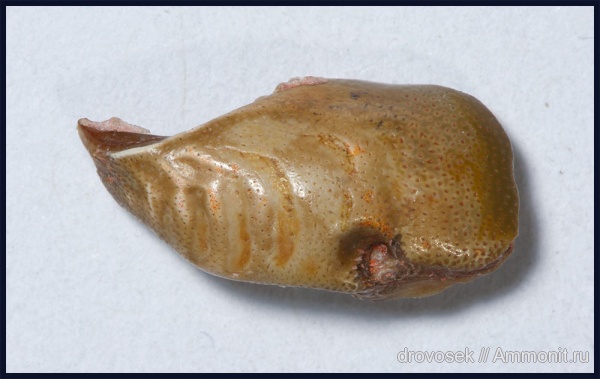 Deltodus, Cochliodontiformes, Deltodus concha