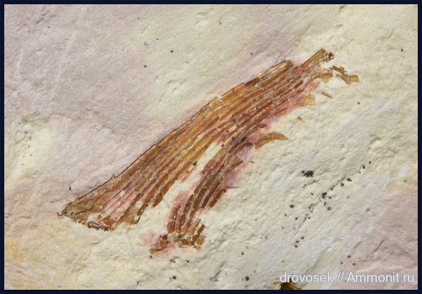 Listracanthus, Listracanthidae