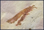 Listracanthus sp. (1)