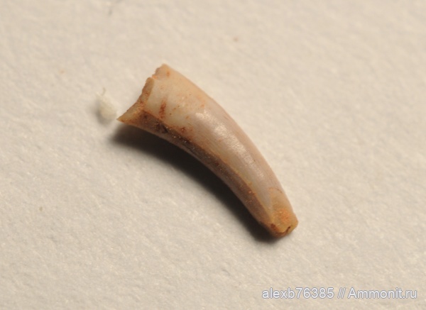 триас, норий, Apachesaurus gregorii