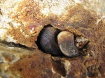 Gastropoda Palaeostylus в камне
