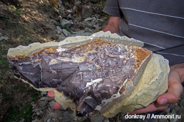 Окаменевшее дерево