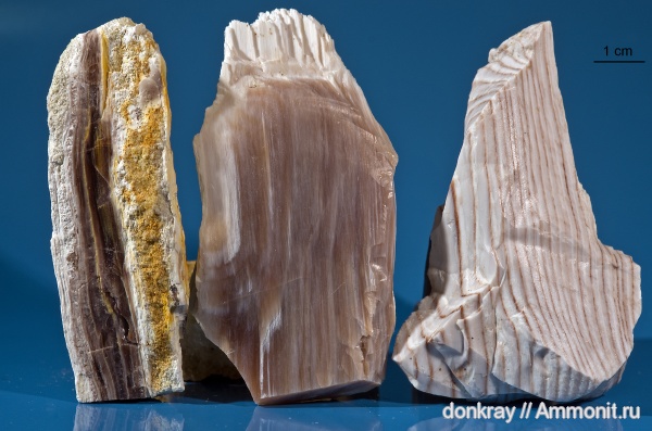 палеоген, окаменевшее дерево, Ростовская область