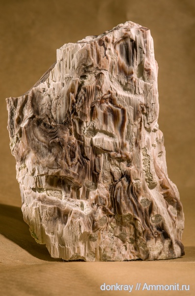 палеоген, окаменевшее дерево, Ростовская область