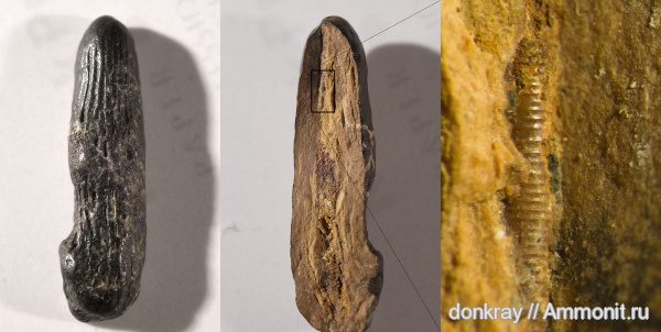 окаменелости, палеоген, Флора, Ростовская область, Fossils