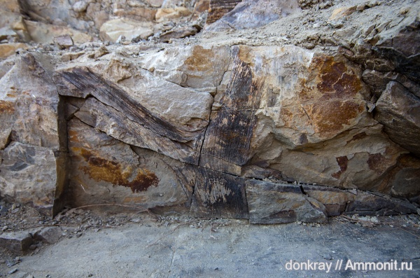 карбон, Флора, птеридоспермы, Neuropteris