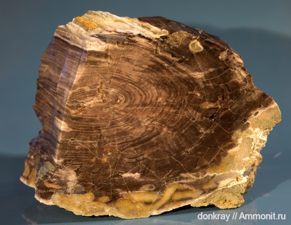 голосеменные, хвойные, Ростовская область, опал