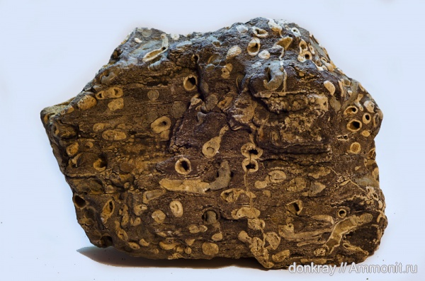 мезозой, р. Фарс, ходы древоточцев, Teredolites