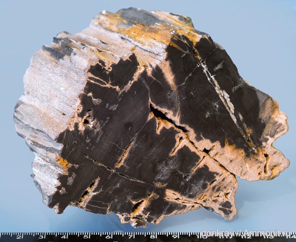 мел, голосеменные, пирит, р. Губс, Cretaceous