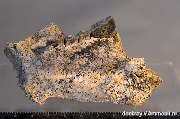 млекопитающие, плейстоцен, бобры, кайнозой, Ростовская область