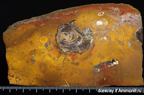 аммониты, юрский период, мезозой, окаменевшее дерево, голосеменные, байос, высшие растения