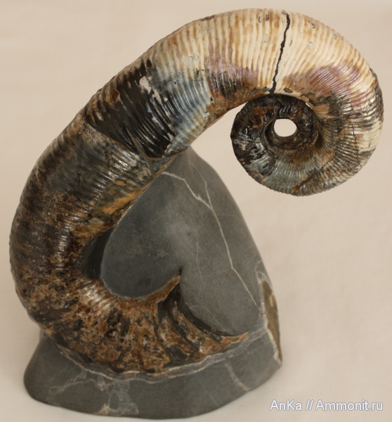 Audouliceras, Audouliceras renauxianum