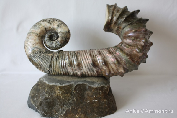 Audouliceras, Ancyloceratidae