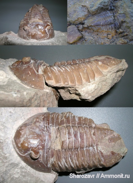 трилобиты, Путилово, Asaphus