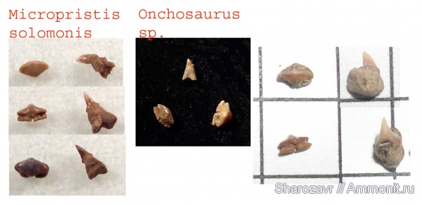 зубы, ?, кампан, зубы рыб, Campanian, teeth, fish teeth