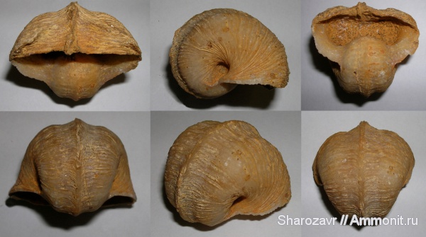 карбон, беллерофоны, Bellerophon, Bellerophontidae, Pharkidonotus