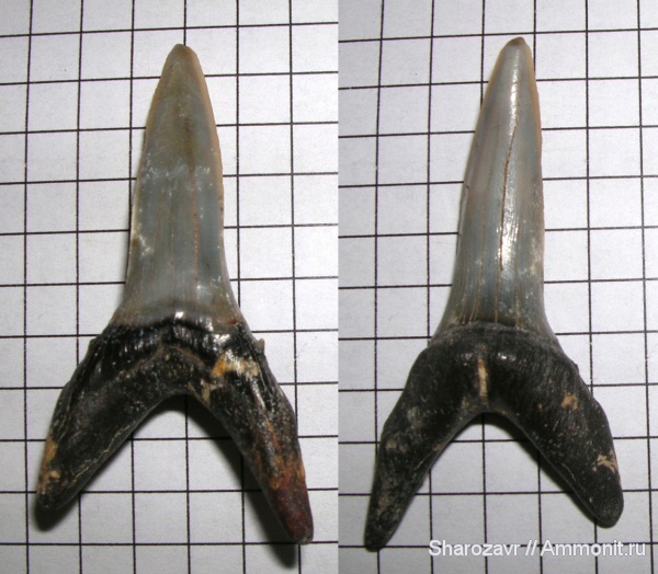 эоцен, зубы акул, Striatolamia macrota, верхний эоцен, Волгоград, Upper Eocene, shark teeth