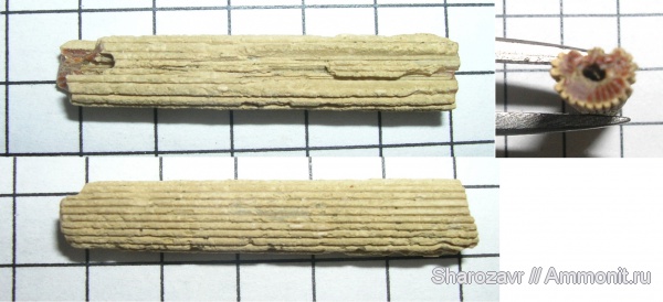 рыбы, кайнозой, челюсти рыб, датский ярус, Волгоград, даний, Cylindracanthus, fish