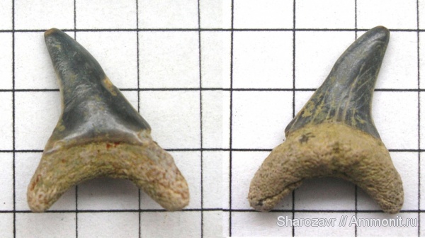 зубы акул, Волгоград, камышинская свита, shark teeth