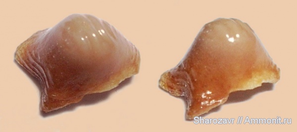 меловой период, Ptychodus, Волгоград, Cretaceous