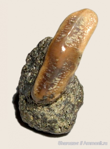 зубы акул, Волгоград, камышинская свита, разнозубые акулы, бычьи акулы, shark teeth