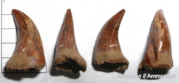 Волжские рептилии и земноводные.