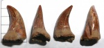 Зуб мозазавра с паталогией.