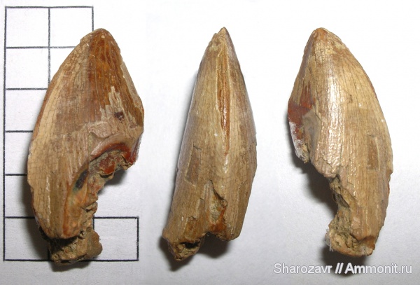 рептилии, зубы, датский ярус, Волгоград, даний, teeth