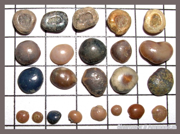 зубы рыб, Pycnodontiformes, Волгоград, камышинская свита, fish teeth