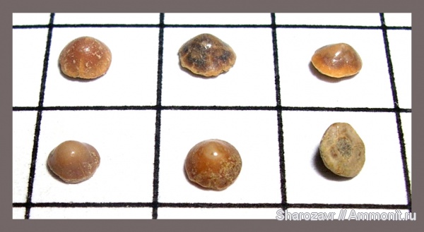 зубы рыб, Pycnodontiformes, Волгоград, камышинская свита, fish teeth