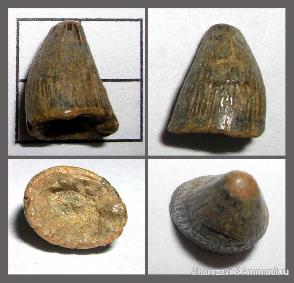 рептилии, крокодилы, зубы, палеоцен, Волгоград, teeth