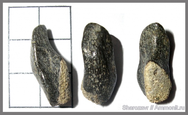 Волгоград, камышинская свита, Elasmodus hunteri