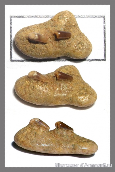 палеоцен, Волгоград, камышинская свита, кожный шип, dermal denticle