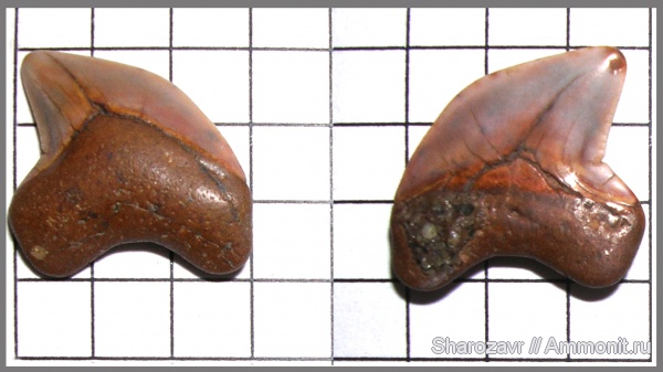 палеоген, зубы, зубы акул, Волгоград, teeth, shark teeth