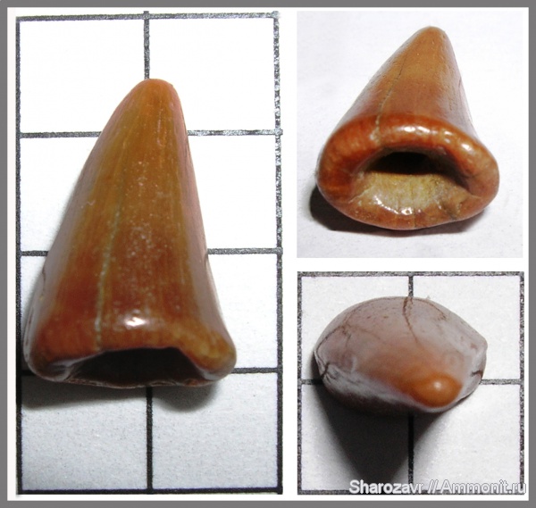 мел, палеоген, зубы, мозазавры, маастрихт, зубы рептилий, Волгоград, Maastrichtian, Cretaceous, teeth