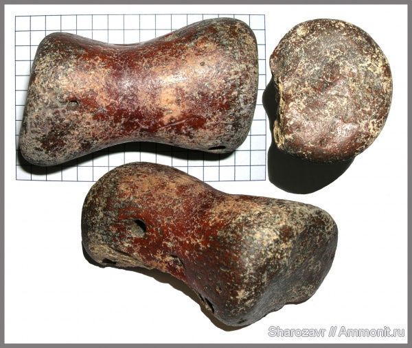 рептилии, мел, палеоген, мозазавры, маастрихт, кости рептилий, Mosasaurus, Волгоград, фаланги, Maastrichtian, Cretaceous, элемент ласта морской рептилии