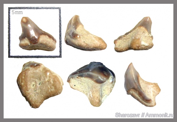 мел, зубы, зубы акул, кампан, Волгоград, морской ангел, Campanian, Cretaceous, teeth, shark teeth