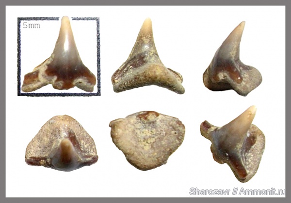 мел, зубы, зубы акул, Squatina, кампан, Волгоград, морской ангел, Campanian, Cretaceous, teeth, shark teeth
